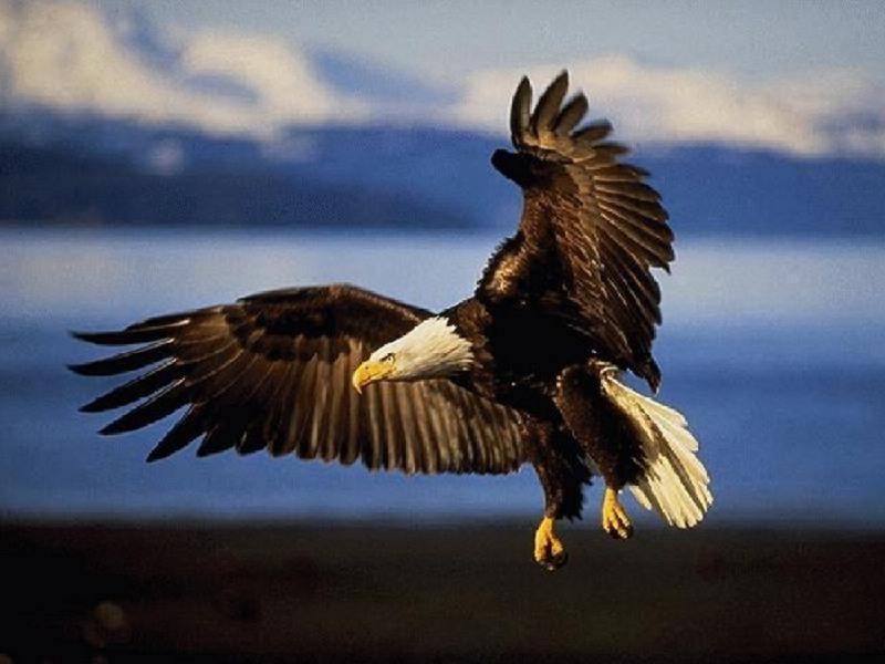 eagle.jpg